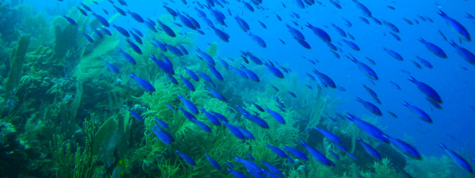 Location voilier skipper Corse - Luckystar