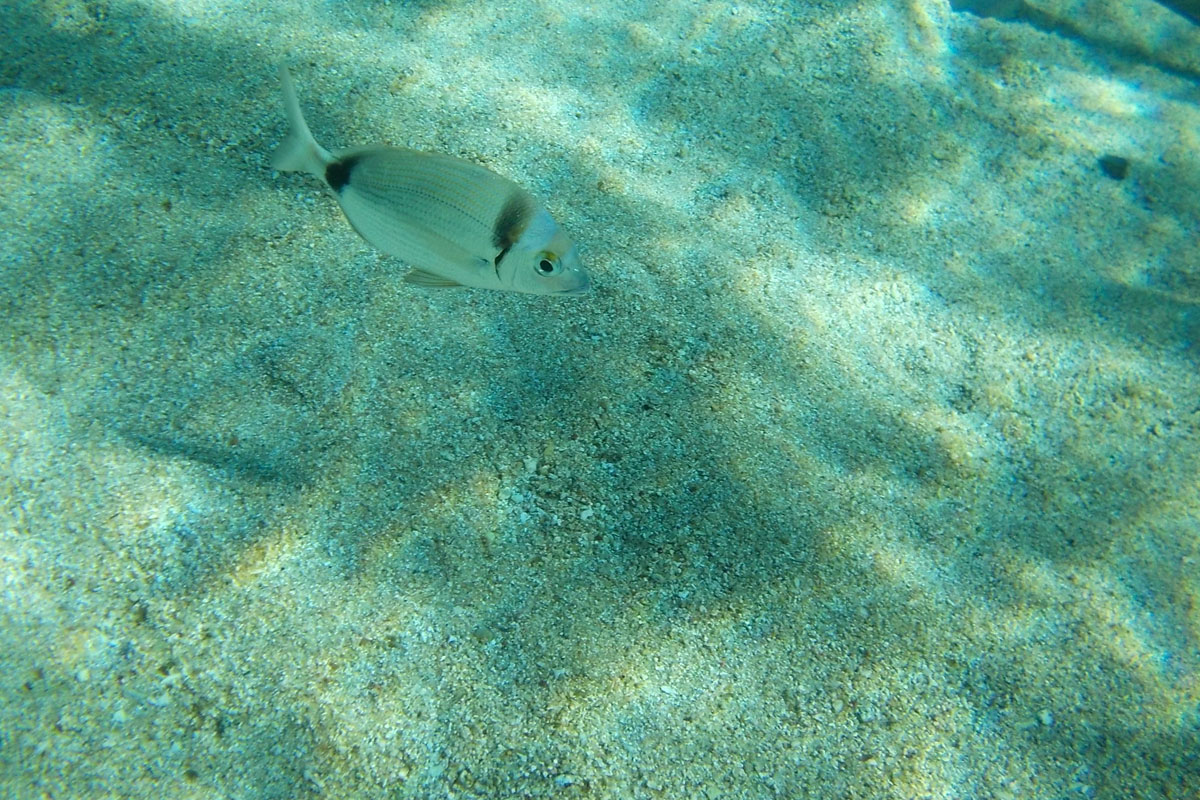 Faune & Flore en Corse en Méditerranée - Voilier Luckystar