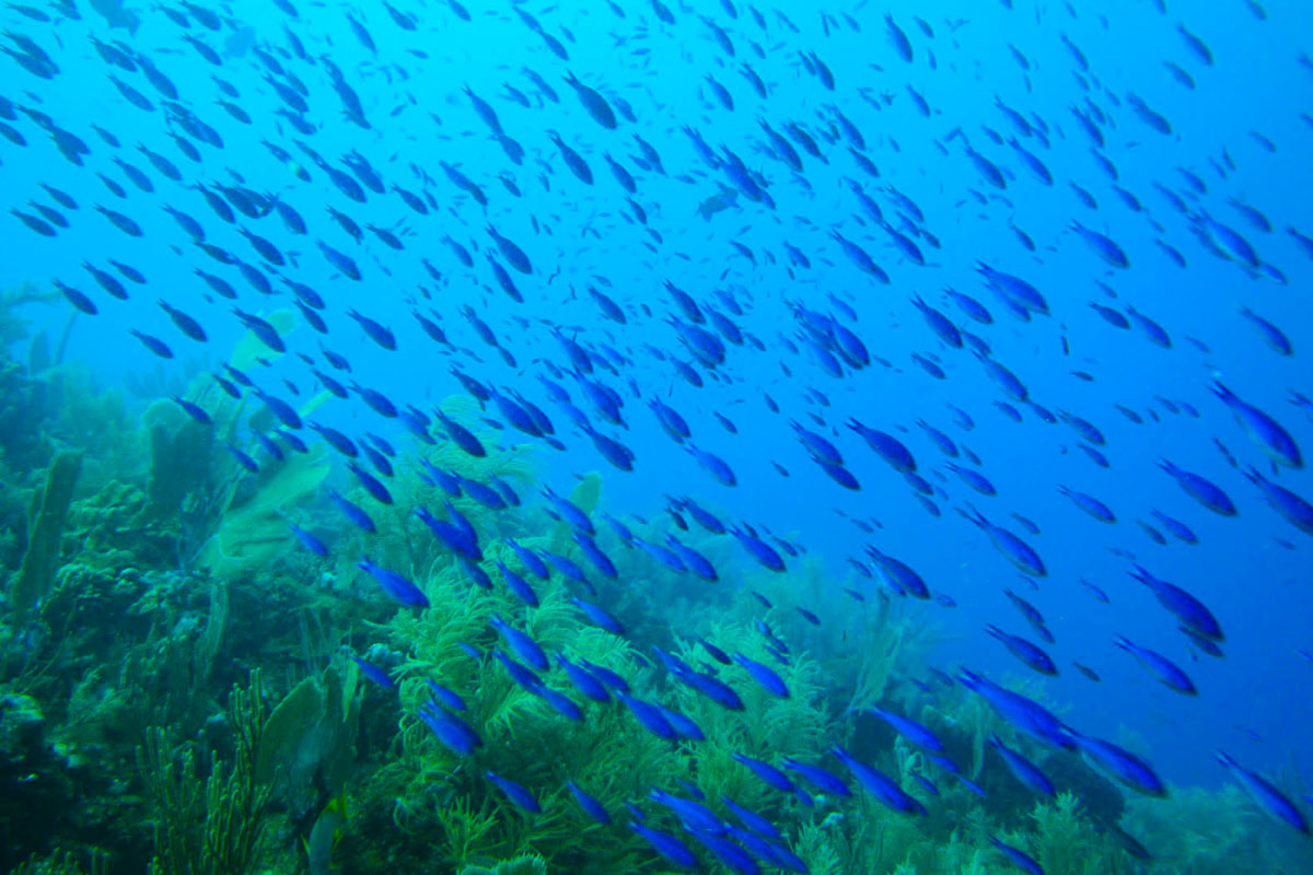 Faune & Flore en Corse en Méditerranée - Voilier Luckystar