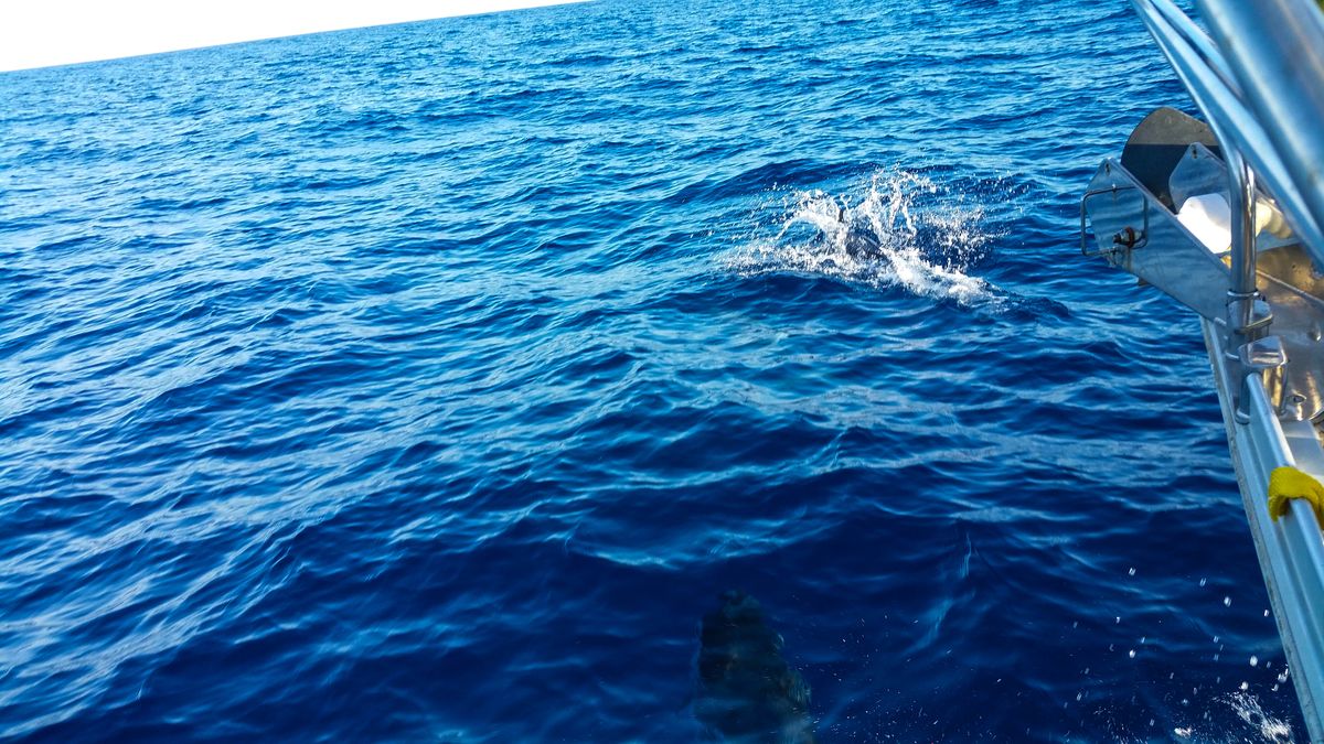 Voilier Diamant Bleu - Tour de Corse à la voile